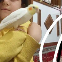 عروس هلندی و قفس ولوازم|پرنده|جلگه رخ, |دیوار