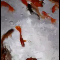 فروش عمده ماهی قرمز|ماهی|الیگودرز, |دیوار