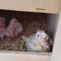 جوجه عروس هلندی