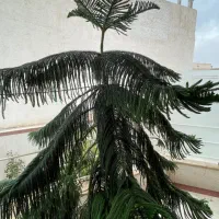 کاج مطبق