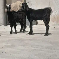 ۵عدد کره داشتی دوعدد کره بزرگ ویک بز ابستن|حیوانات مزرعه|برازجان, |دیوار