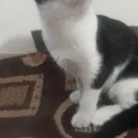 واگذاری بچه گربه نر تاکسیدو|گربه|تهران, جیحون|دیوار