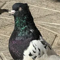 کفتر یا کبوتر