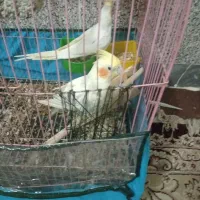 فروش عروس هلندی جوجه یک جفت