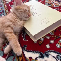 واگذاری گربه