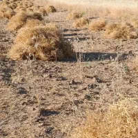 کاه گرگرو و گاینه