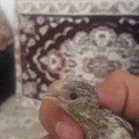 فروش دوعدد جوجه سهره قناری شاه تخم