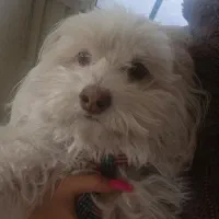 سگ پاکوتاه شیتزو