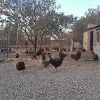 فروش مرع محلی با قیمت مناسب|حیوانات مزرعه|الوند, |دیوار