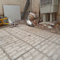 کبو‌تر