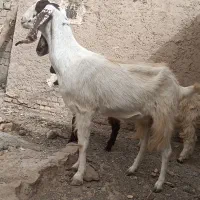 بز مری با کهر|حیوانات مزرعه|هیرمند, |دیوار