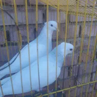 کبوتر طوق ابی