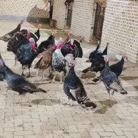 بوقلمون برنز انگلیسی