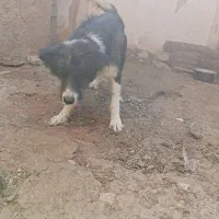 سگ قدر جونی|سگ|داراب, |دیوار