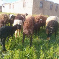 میش بره غزل افشار