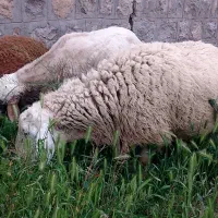 قوچ‌‌شیره‌دار