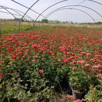 شمشاد(ترون)زرشک زینتی وانواع رز