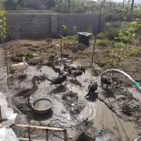 غاز، اردک و اردک اسرائیلی