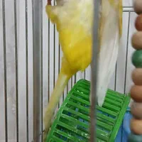 پرنده راهب زرد سخنگو (توضیحات خونده بشه)|پرنده|دورود, |دیوار