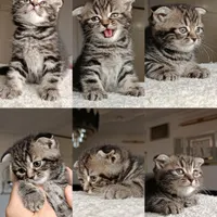 گربه|گربه|قرچک, |دیوار