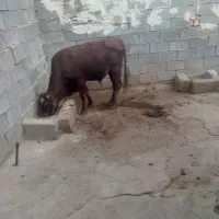 ۱۰۰۰۰|حیوانات مزرعه|مسجد سلیمان, |دیوار