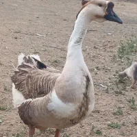 قوغاز