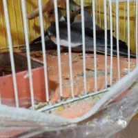 جوجه عروس هلندی