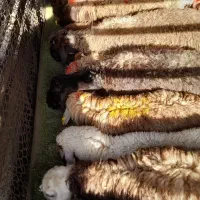 بور قهوه ای سیاه گوسفند  عرضه ازکشتارگاه شبانروز