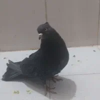 کفتر نر زاغ ازنسل سرور سوقدیم|پرنده|پرند, فاز ۶|دیوار