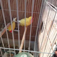 طوطی برزیلی|پرنده|بندر کنگان, |دیوار