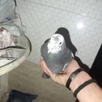 کفتر