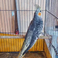 عروس پاریس ماده