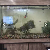 آکواریوم‌شیشه خم یک متری