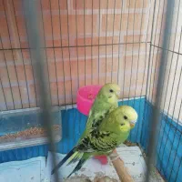 فروش یک جفت جوجه مرغ عشق دوماهه دونه دویست