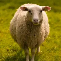 فروش بره چاق تر سبک