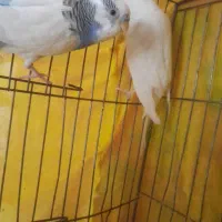 مرغ عشق جفت|پرنده|سبزوار, هفت تیر|دیوار