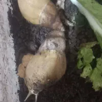 حلزون آلبینو