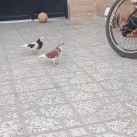 کفتر|پرنده|شاهرود, |دیوار