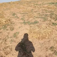 کاه لوبیاقرمزوچیتی تمیزبدون خار