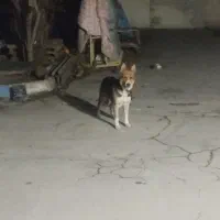 سگ ژرمن 9 ماه