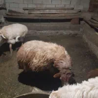 جفتی ۵۵ ملیون|حیوانات مزرعه|سرعین, |دیوار