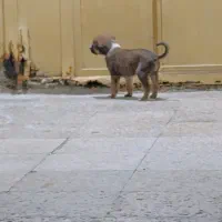 سگ اصیل نژاد سرابی|سگ|چابهار, |دیوار