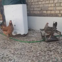 مرغ و خروس عربی سر حال و تخم گذار|پرنده|اهواز, گلدشت|دیوار