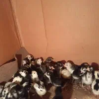 جوجه گلین اصل