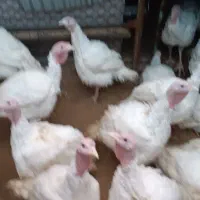 فروش گوشت بوقلمون پرورشی و ارگانیک