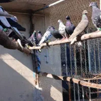 کبوتر دمسفید|حیوانات|رامهرمز, |دیوار