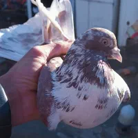 کبوتر|پرنده|بافت, |دیوار