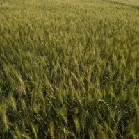 ۵/۵ هکتار زمین کشاورزی آبی