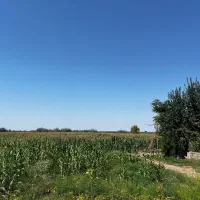 ذرت|خدمات باغبانی و درختکاری|سنگدوین, |دیوار