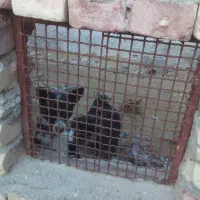 سگ ۰۰|سگ|یزد, |دیوار